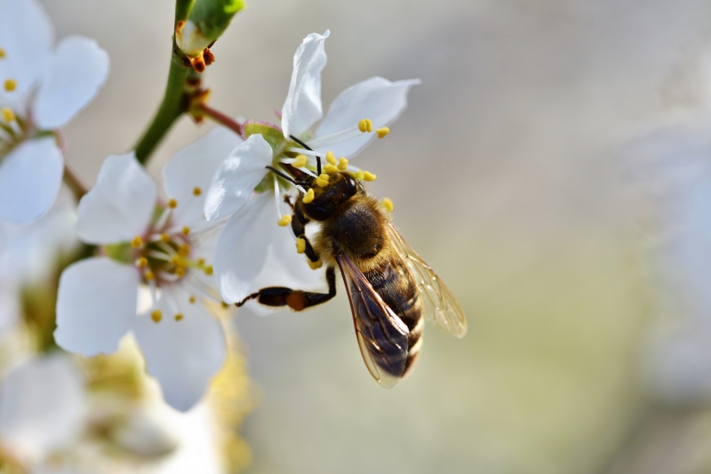 jardinerie-LA TURBIE-min_bee-4092986